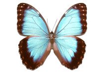 MORPHO HELENOR GUERRERENSIS 